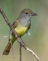 Great Crested Flycatcher