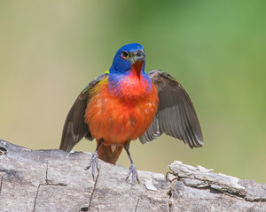 Painted Bunting male