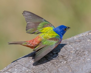Painted Bunting male