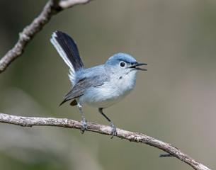 Fototapeta premium Blue-gray Gnatcatcher