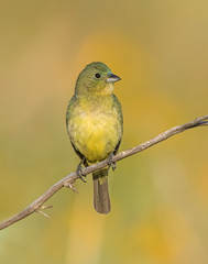 Immature male Painted Bunting