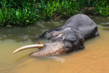 An Indian elephant bathes in a river on a hot day. The Indian elephant is a subspecies of the Asian elephant.