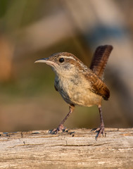 Young Carolina Wren on a log