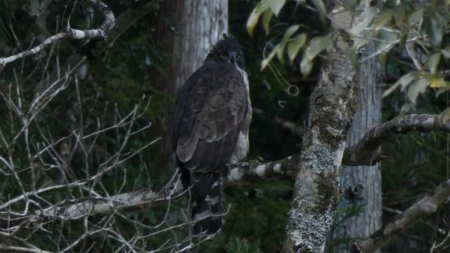 クマタカ　新城　愛知県