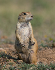 Prairie Dog on alert