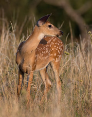 Whitetail fawn