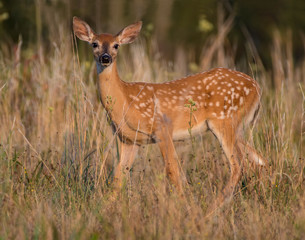 Whitetail fawn