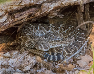 Diamondback Rattlesnake under a log