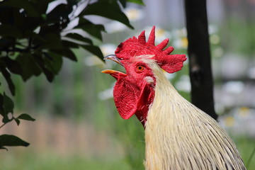 Crowing loudly bantam portrait close up at summer day in Garden on a background of green leaves
