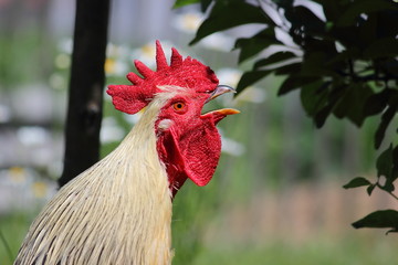 Crow cockerel with red comb portrait closeup at summer day in Garden on a background of green leaves