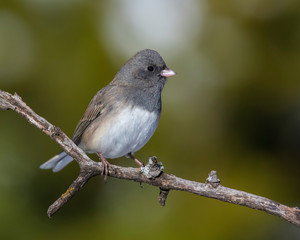 Dark-eyed Junco on a perch