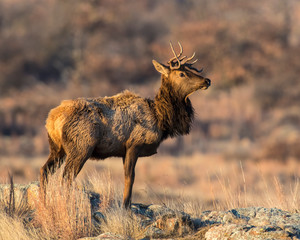 Bull Elk with deformed antlers
