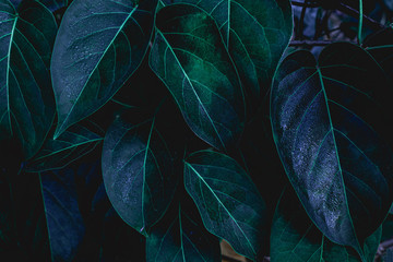 closeup nature view of green leaf in garden, dark wallpaper concept, nature background, tropical leaf