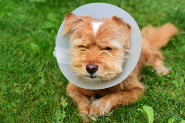 A small brown hairy cute dog sits outside in the meadow and has a white plastic frill around his...