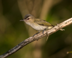 Red-eyed Vireo on a perch