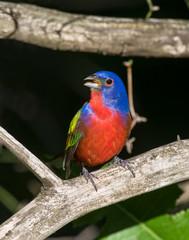 Male Painted Bunting