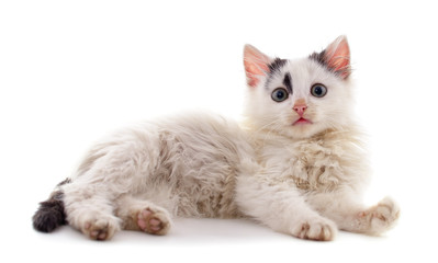 Little white kitten .