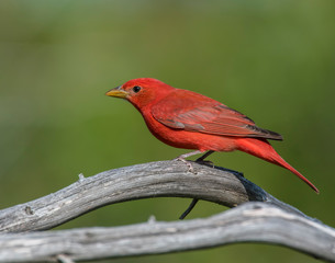 Male Summer Tanager on a perch