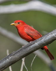 Male Summer Tanager on a perch