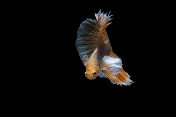 The Moving Moment of Gold Silver Half Moon Big Ear oe Elephant Ear Betta Splendens or Siamese Fighting Fish on Black Background