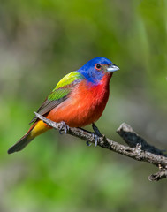 Male Painted Bunting