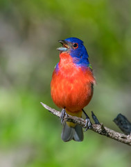 Male Painted Bunting
