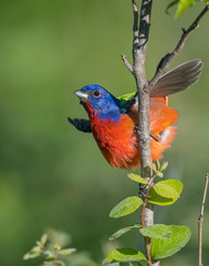Male Painted Bunting