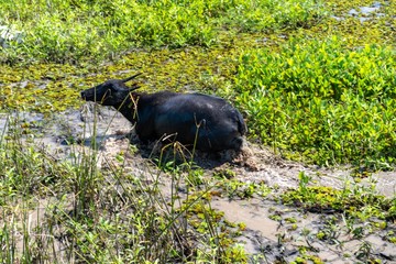 湿原のバッファロー,水牛