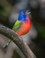 Male Painted Bunting