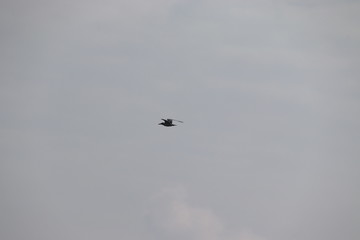 Seagull bird flying in the sky