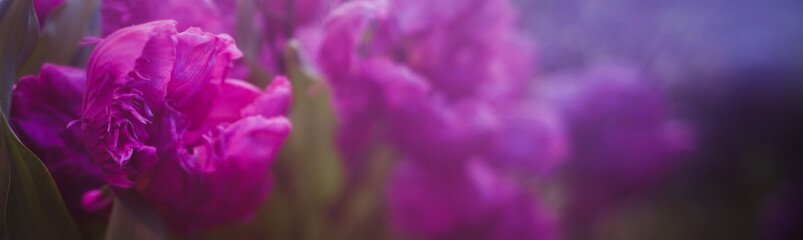 Violet tulips in the garden, blurred background, beautiful floral banner.