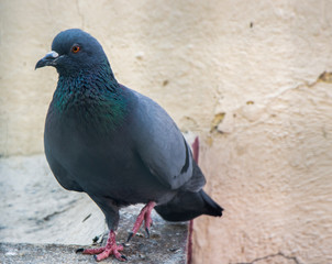 Outdoor pigeon 