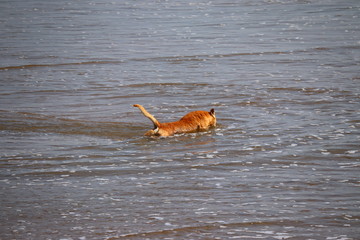 a dog on beach swimming in summer