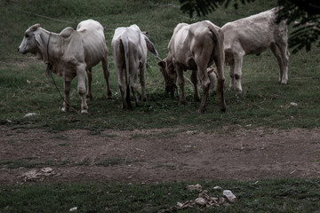 Herd of white cows on a field on a nite day in summer.