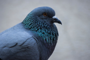 Closeup of pigeon