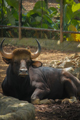 Shot of an indochinese gaur on a zoo.