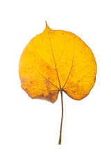 Shiny yellow leaf gold foil texture background