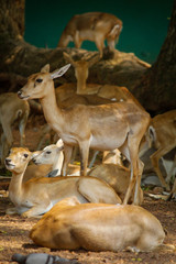 Shot of a deer on a zoo.