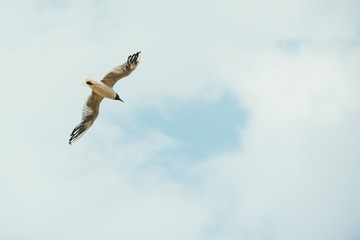 Lonely seagull flying in the spring sky against a background of white clouds