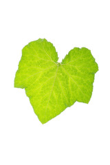 green leaves frame on white background