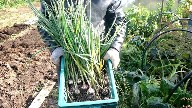 freshly harvested garlic on the ground