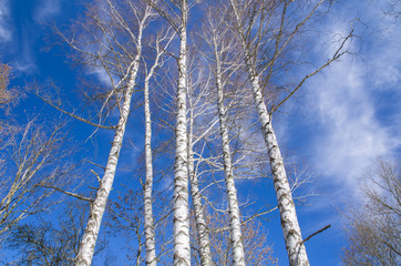 Obraz premium Birch trees without foliage on blue sky background with clouds, springtime
