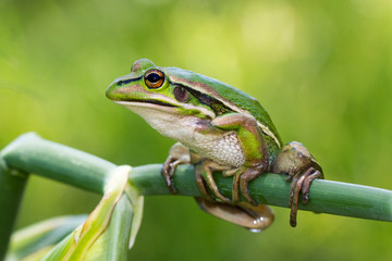 Green and Golden Bell Frog