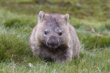Fototapeta premium Wombat