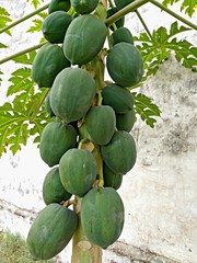 fresh healthy papaya on the plant