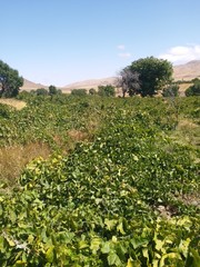 Fototapeta na wymiar Landscape in summer with grape tree