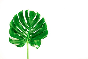 Naklejka na ściany i meble tropical green monstera leaf isolated on a white background. top view.copy space.abstract.