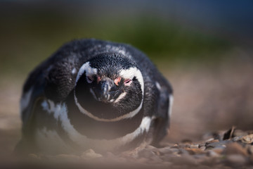 Fototapeta premium Magellanic penguin lying down in Ushuaia, Argentina, Tierra del Fuego, Patagonia