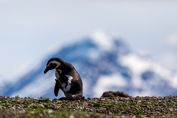 Magellanic penguin in Ushuaia, Argentina, Tierra del Fuego, Patagonia
