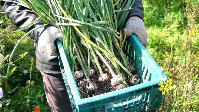 freshly harvested garlic on the ground